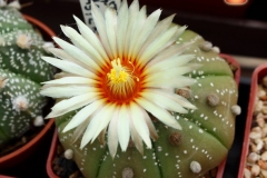 IMG_7039 [ilikekaktus]