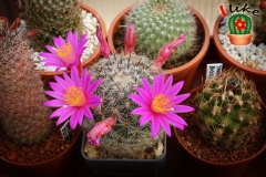 IMG_7157 [ilikekaktus]