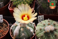 IMG_8088 [ilikekaktus]