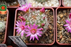 IMG_8113 [ilikekaktus]