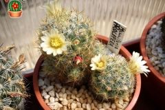 IMG_8730 [ilikekaktus]