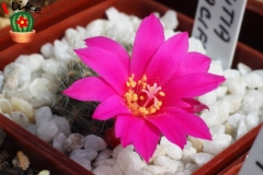 rebutia violaciflora1 [ilikekaktus]