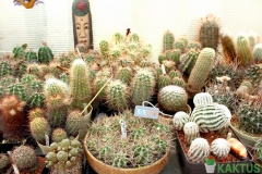 Image_42