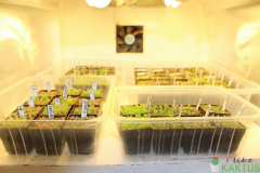 3-nova-lihen-Kopirovat