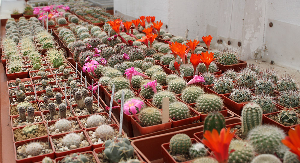 Nabídka rostlin kaktusů 2022